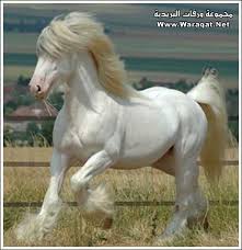 اضغط على الصورة لرؤيتها بالحجم الطبيعي