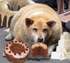 http://tbn1.google.com/images?q=tbn:OqjtgWCVAz21gM:http://i42.photobucket.com/albums/e332/LorenaRen6/fat-dog-cake.jpg
